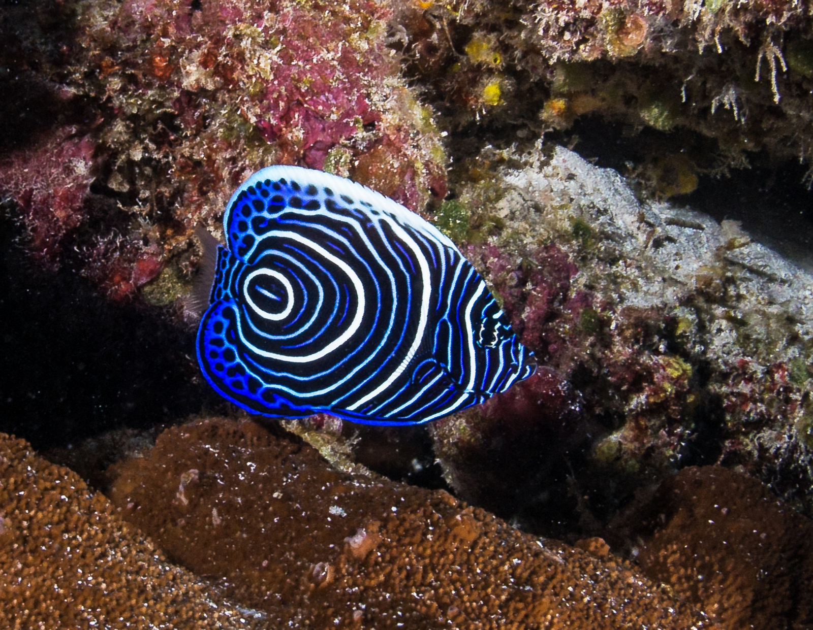 Astove Coral House Astove Coral House: Imperator-Kaiserfisch