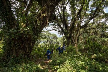 Bisate Lodge: Bergwald