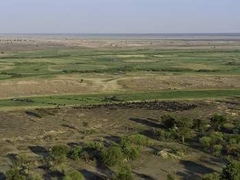 Busanga Bush Camp: Büffelherde Luftbild