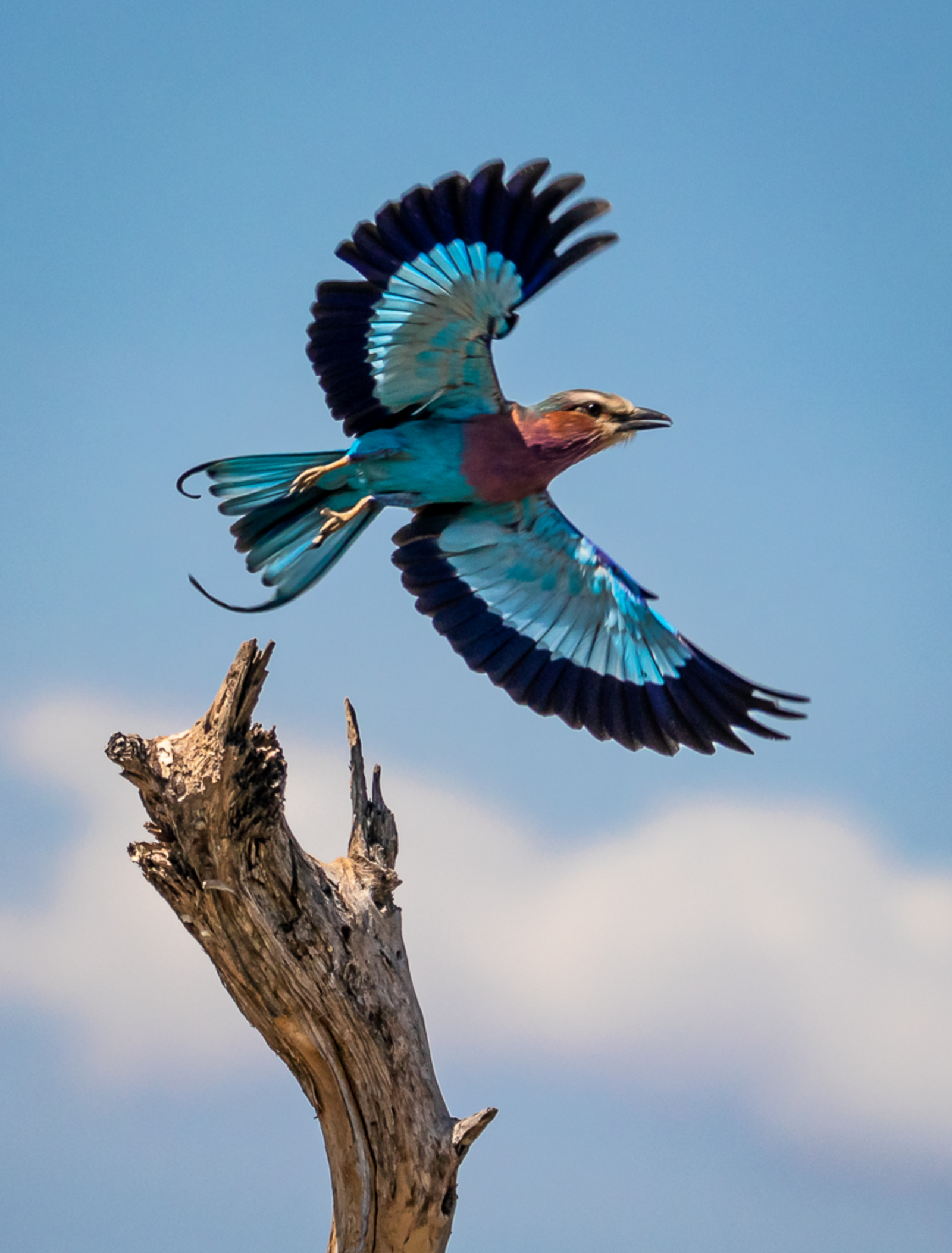 Bushcamp Company Bushcamp Company: Abhebende Gabelracke