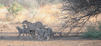 Campi ya Kanzi: Gepardin mit Jungtieren