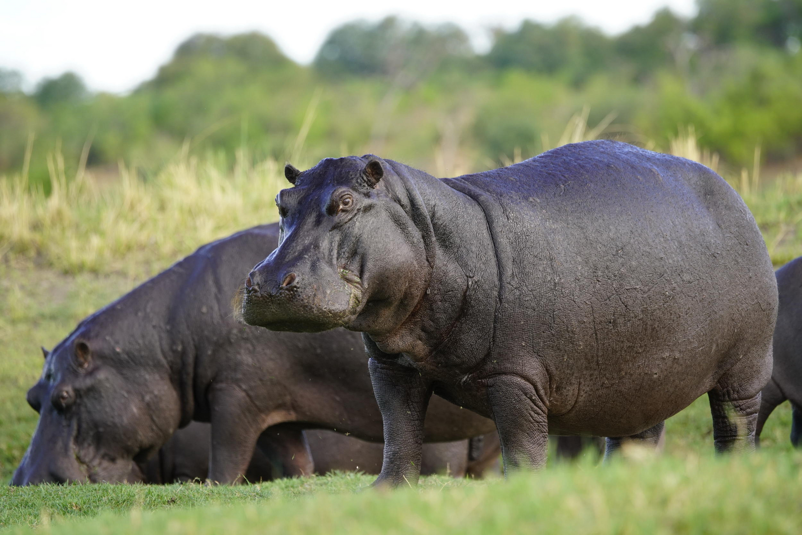 Chobe Princess Chobe Princess: Nilpferde