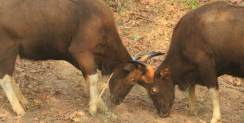 Denwa Backwater Escape: Rivalisierende Gaurs