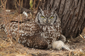 Dinaka Lodge: Spotted Eagle Owl mit Küken