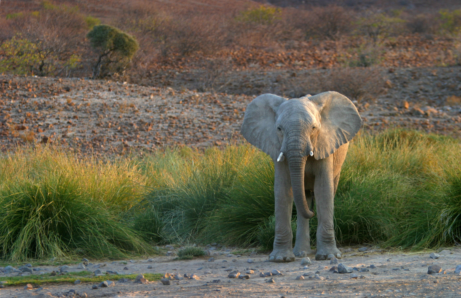 Etendeka Mountain Camp Etendeka Mountain Camp: Elefant