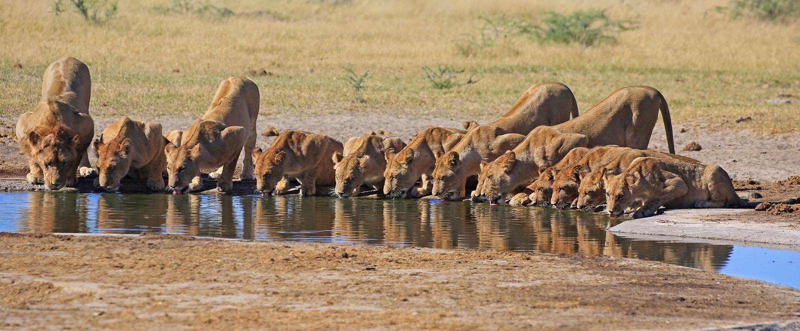 Ghoha Hills Savuti Lodge Ghoha Hills Savuti Lodge: Löwenparade