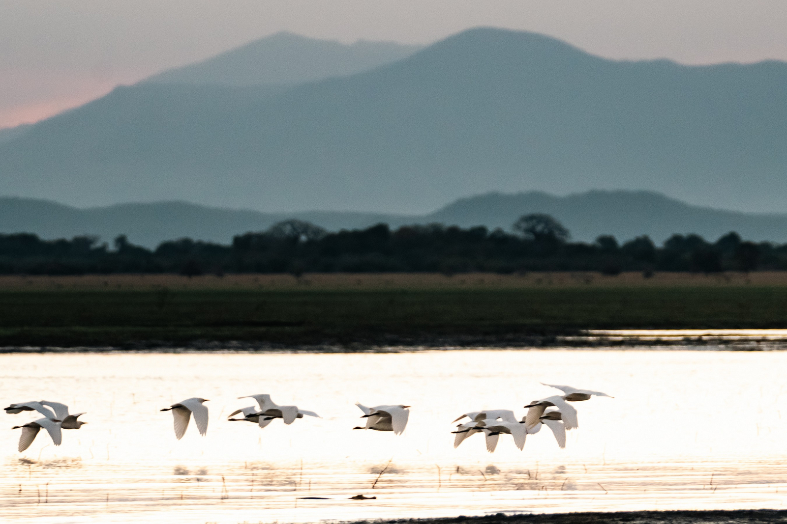 Gorongosa Safaris Gorongosa Safaris: Mandschurenkraniche fliegen über das Wasser