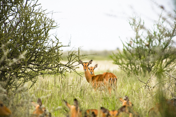 Kalahari Red Dunes Lodge: Impalas