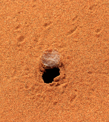 Little Kulala: Haus der White-Lady-Spinne