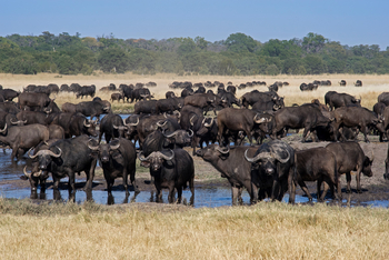 Little Makalolo Camp Little Makalolo Camp: Büffelherde