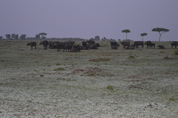 Losokwan Luxury Tented Camp: Büffelherde bei Dämmerung