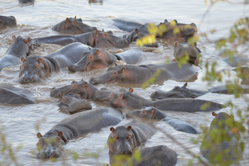 Losokwan Luxury Tented Camp: Nilpferde im Wasser