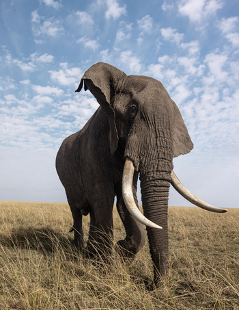 Mahali Mzuri: Gewaltige Stoßzähne