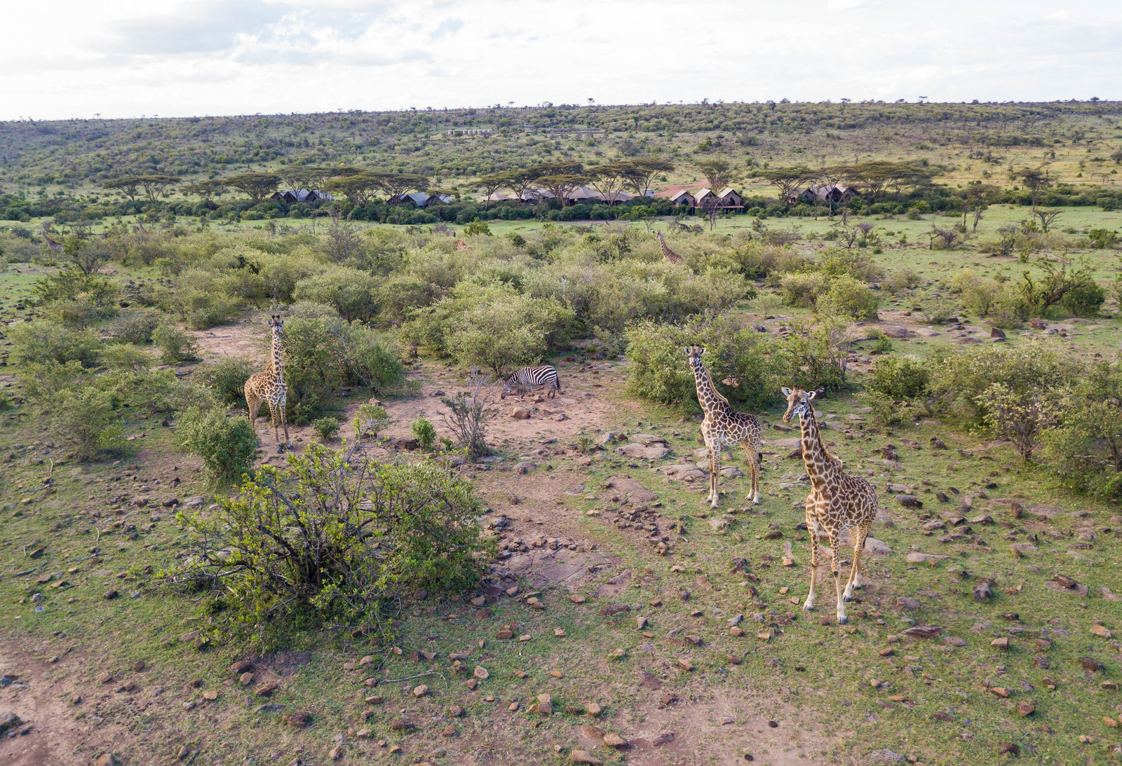 Mara Nyika Camp Mara Nyika Camp: Giraffen vor dem Camp