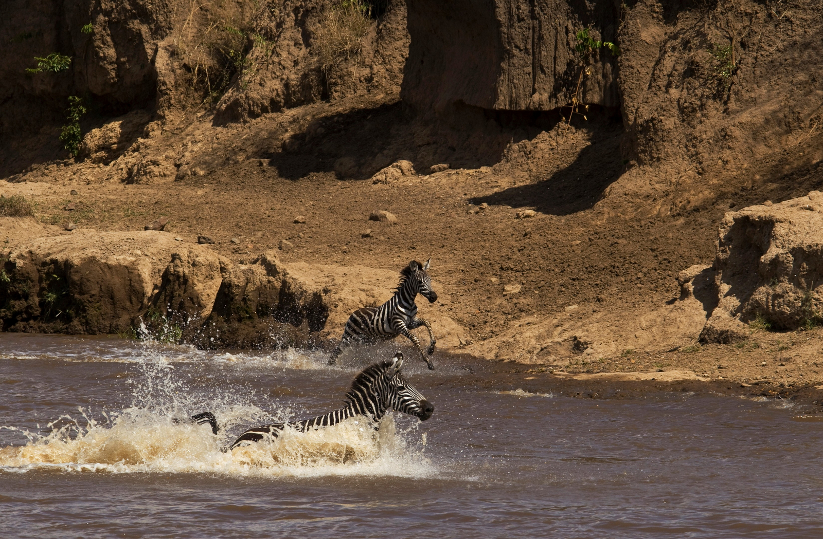 Mara Toto Tree Camp Mara Toto Tree Camp: Zebras im Mara River