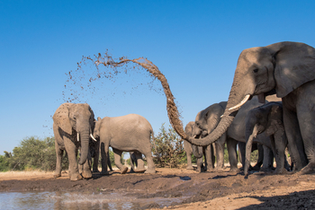 Mashatu Photographic Hide: Fontäne