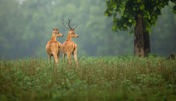 Meru Vann: Axishirsche