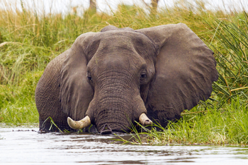Moremi Game Reserve: Elefant im tiefen Wasser