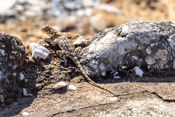 Mushara Game Drive: Rock Agama