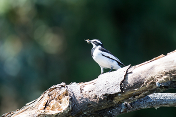 Mvuu Lodge: Bachstelze