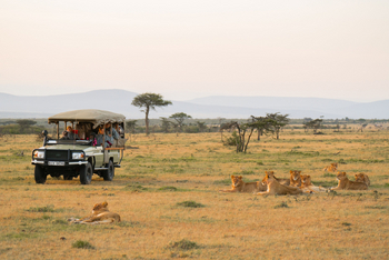 Naboisho Camp: Löwen beim Game Drive