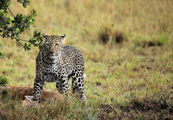 Namiri Plains Camp: Leopard über seiner Beute