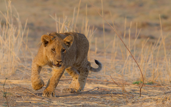 Nkonzi Bush Camp: Kleiner Löwe