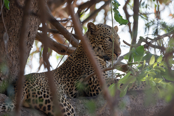 Nkonzi Bush Camp: Leopard
