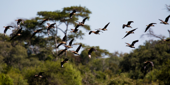 Ntemwa Busanga Bushcamp Ntemwa Busanga Bushcamp: Fliegende Gänse