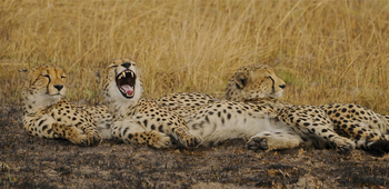 Ntemwa Busanga Bushcamp Ntemwa Busanga Bushcamp: Müde Geparden