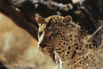 Okonjima Plains Camp: Leopard