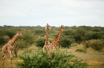 Old Traders Lodge: Drei Giraffen