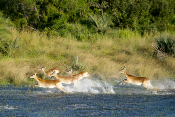 Pelo Camp: Red Lechwe