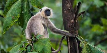 Pench Tree Lodge Pench Tree Lodge: Graulangur