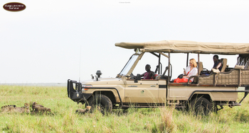 Porini Lion Camp: Gepardenfamilie