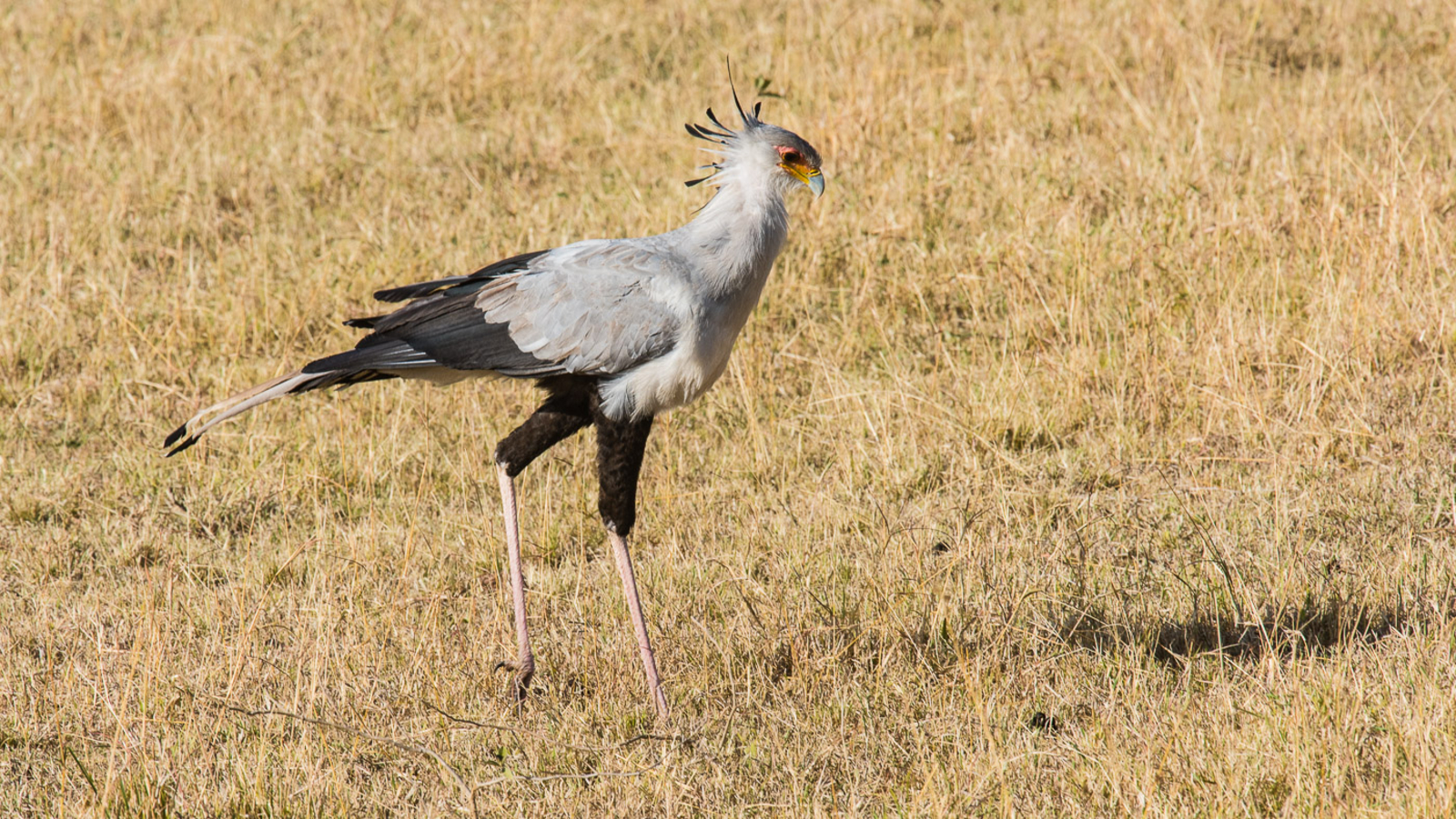 Saruni Eagle View Saruni Eagle View: Sekretär