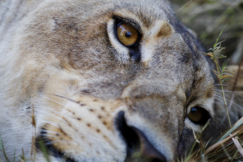 Shinde Lodge Shinde Lodge: Das Auge der Löwin