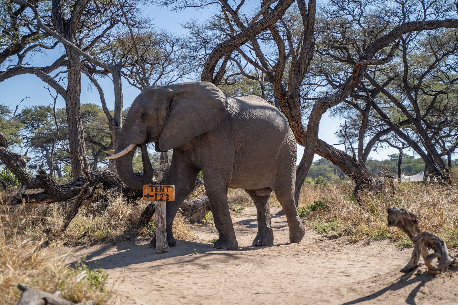 Somalisa Camp Somalisa Camp: Elefant im Zelt