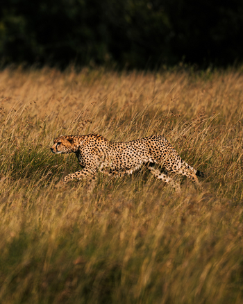 Soroi Mara Bush Camp: Gepard