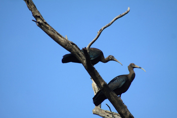Svasara Jungle Lodge: Red-Naped Ibis