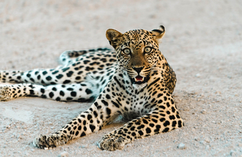 The Ekipa Etosha: Leopard
