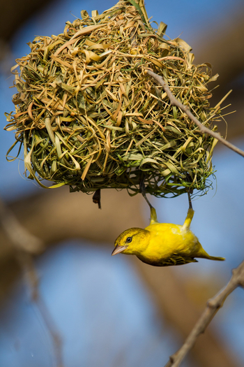 Time + Tide South Luangwa Time + Tide South Luangwa: Southern Masked Weaver