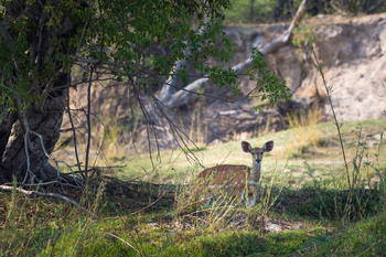 Toka Leya Camp Toka Leya Camp: Antilope im Freien