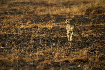 Ubuntu Migration Camp: Gepard