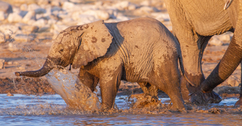 Villa Mushara: Junger Elefant