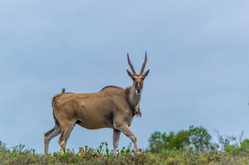 Kwandwe Private Game Reserve: Elenantilope vor dem blauen Himmel