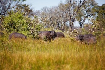 Chief's Island: Nilpferdherde