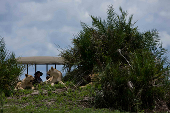 Duba Plains Camp: Löwen auf einem alten Termitenhügel