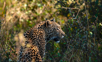 Duke's East Duke's East: Leopard