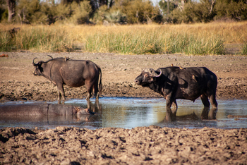 Gomoti Plains Camp: Tiere und Landschaft
